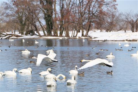 瓢湖水きん公園